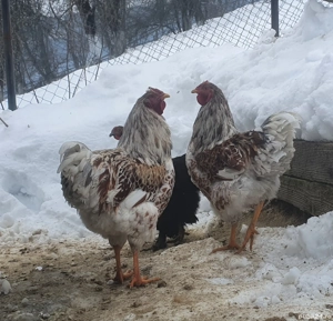 Cocoși Wiandotte splash 