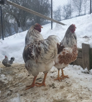 Cocoși Wiandotte splash  - imagine 2