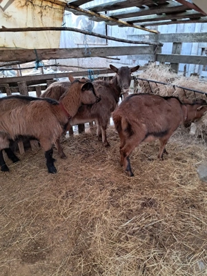 Capre de vanzare  - imagine 3