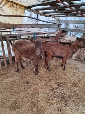 Capre de vanzare  - imagine 2