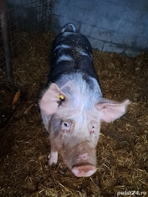 Porc de vânzare  - imagine 2