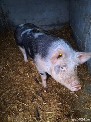Porc de vânzare  - imagine 4
