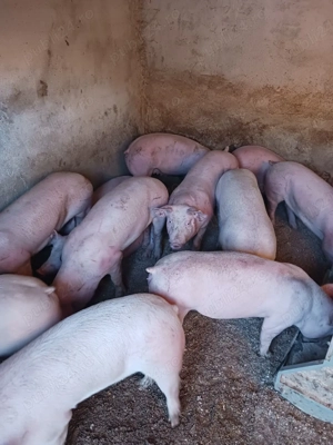 vând soldani de carne diferite mărimi  - imagine 5