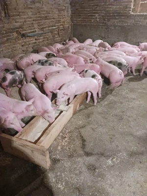 vând soldani de carne diferite mărimi  - imagine 2