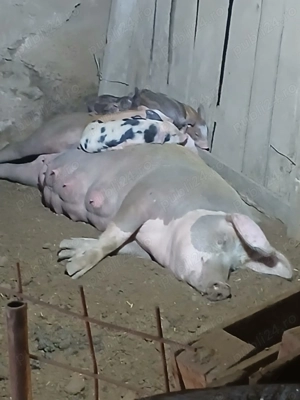 Purcei de carne, Duroc X Pietran - imagine 3