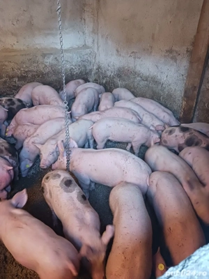 vând soldani de carne diferite mărimi  - imagine 5