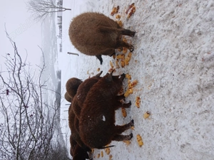 Vând porci mangalita  - imagine 2