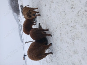 Vând porci mangalita  - imagine 3