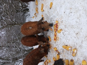 Vând porci mangalita  - imagine 4