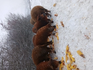 Vând porci mangalita  - imagine 5