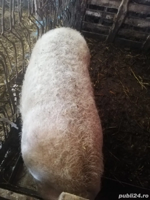 Vând porc  - imagine 2