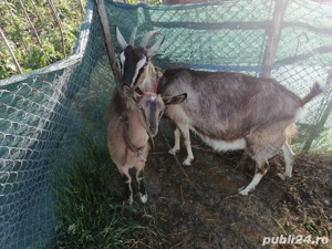Vând 2 capre  - imagine 2