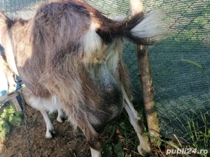Vând 2 capre  - imagine 3