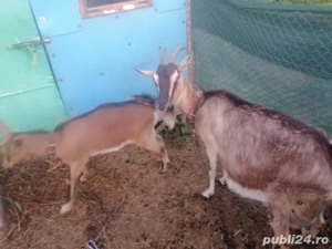 Vând 2 capre 