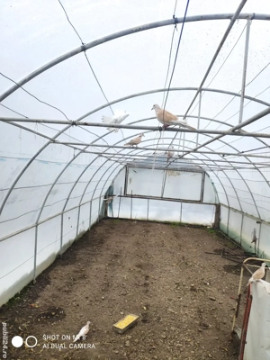 Turturele razătoare . - imagine 4