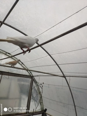 Turturele razătoare . - imagine 3