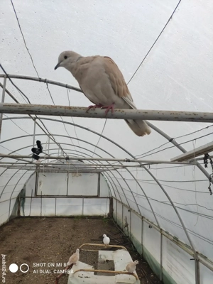 Turturele razătoare . - imagine 2