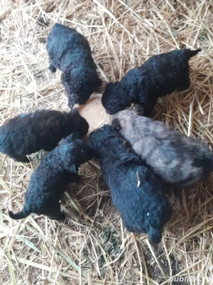 Catei de intors - imagine 2