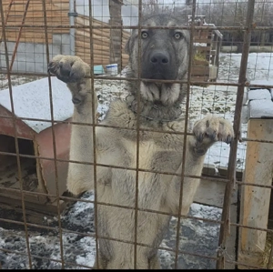 Femela Ciobanesc turcesc Kangal - imagine 2