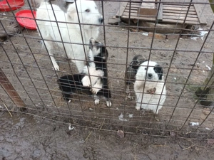 Catei rasa ciobanesc - imagine 2