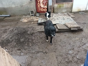 Catei rasa ciobanesc - imagine 3