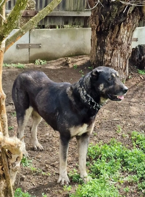 Femela Ciobanesc turcesc Kangal  - imagine 2