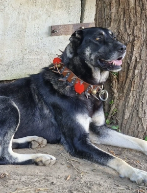 Femela Ciobanesc turcesc Kangal 