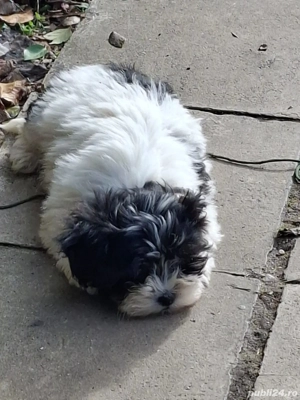 Bichon de vânzare  - imagine 3