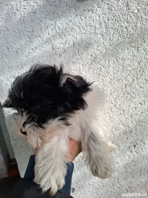Bichon de vânzare  - imagine 2