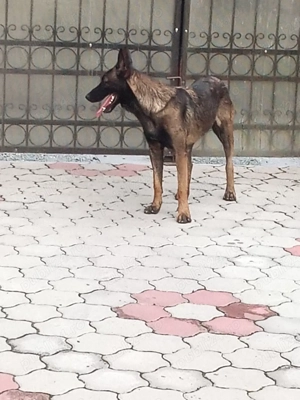 Mascul Belgian Malinois - imagine 3