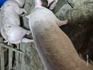 Șoldani frumosi rasa petrain cu landrace,petrain pur  si landrace 