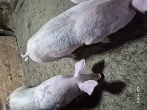 Șoldani frumosi rasa petrain cu landrace,petrain pur  si landrace  - imagine 4