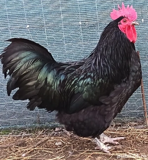 Vând cocoși Australorp și Ameraucana