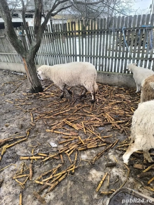 vand oi de carne  - imagine 4