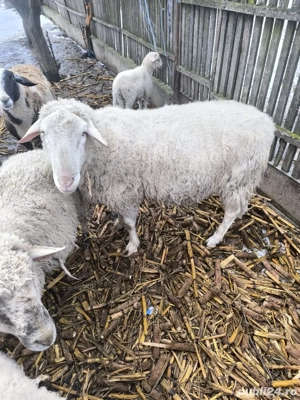 vand oi de carne  - imagine 3