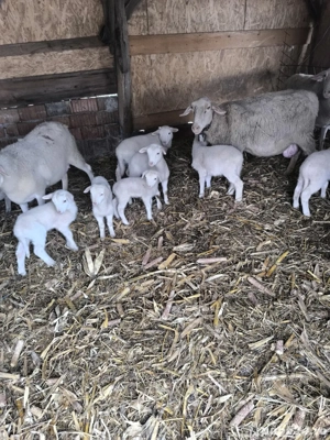 vand oi de carne  - imagine 2