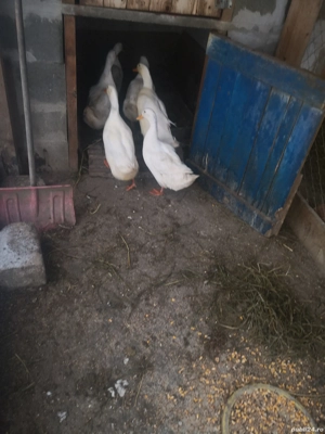 Vând rațe rasă mixtă  PEKIN. - imagine 2