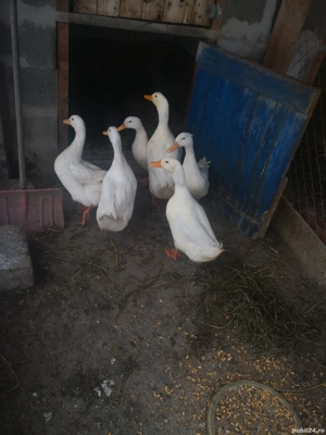 Vând rațe rasă mixtă  PEKIN.