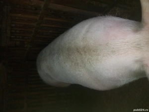Scroafa gestanta peste 300kg  - imagine 2