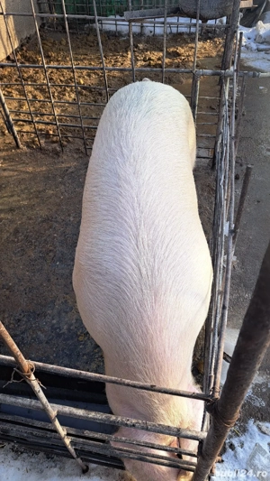 Porci de vanzare - imagine 5