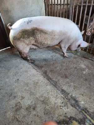 vand porci - imagine 3