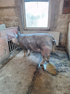 vand porci - imagine 2