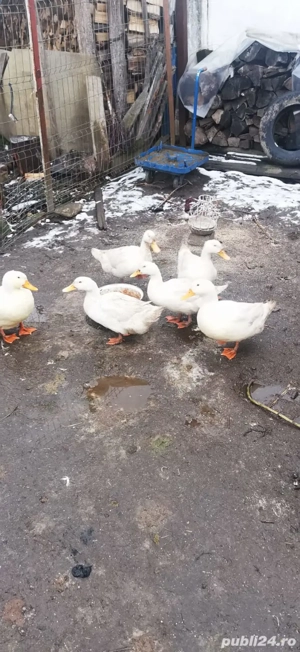 Vând rațe rasă mixtă  PEKIN. - imagine 4