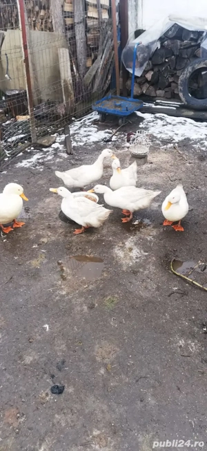 Vând rațe rasă mixtă  PEKIN. - imagine 3