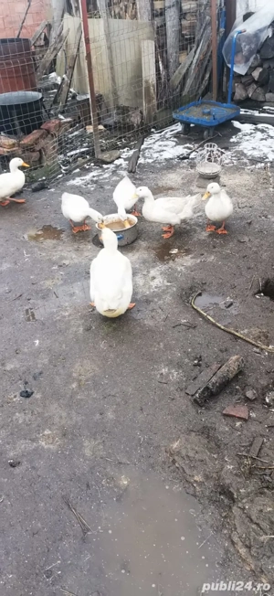 Vând rațe rasă mixtă  PEKIN. - imagine 5