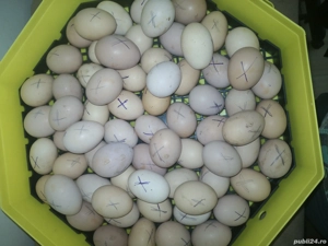 Vând ouă pentru incubat, rasa Australorp.  - imagine 3