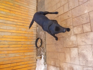 Labrador de vanzare - imagine 2
