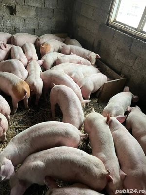 purcei soldani  - imagine 4