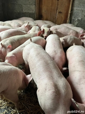 purcei soldani  - imagine 2