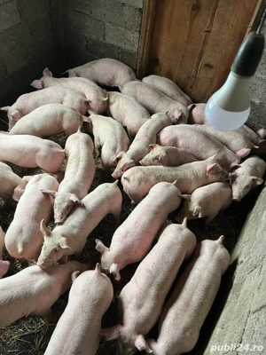 purcei soldani  - imagine 3